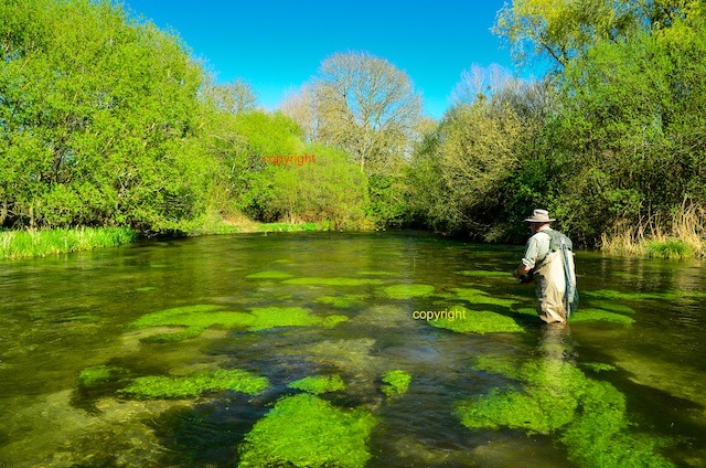 The  #Itchen is also, of course, one of England's - and therefore the world's - most celebrated rivers for fly-fishing, & we shall be finishing today's walk at the grave of Izaak Walton in Winchester Cathedral.