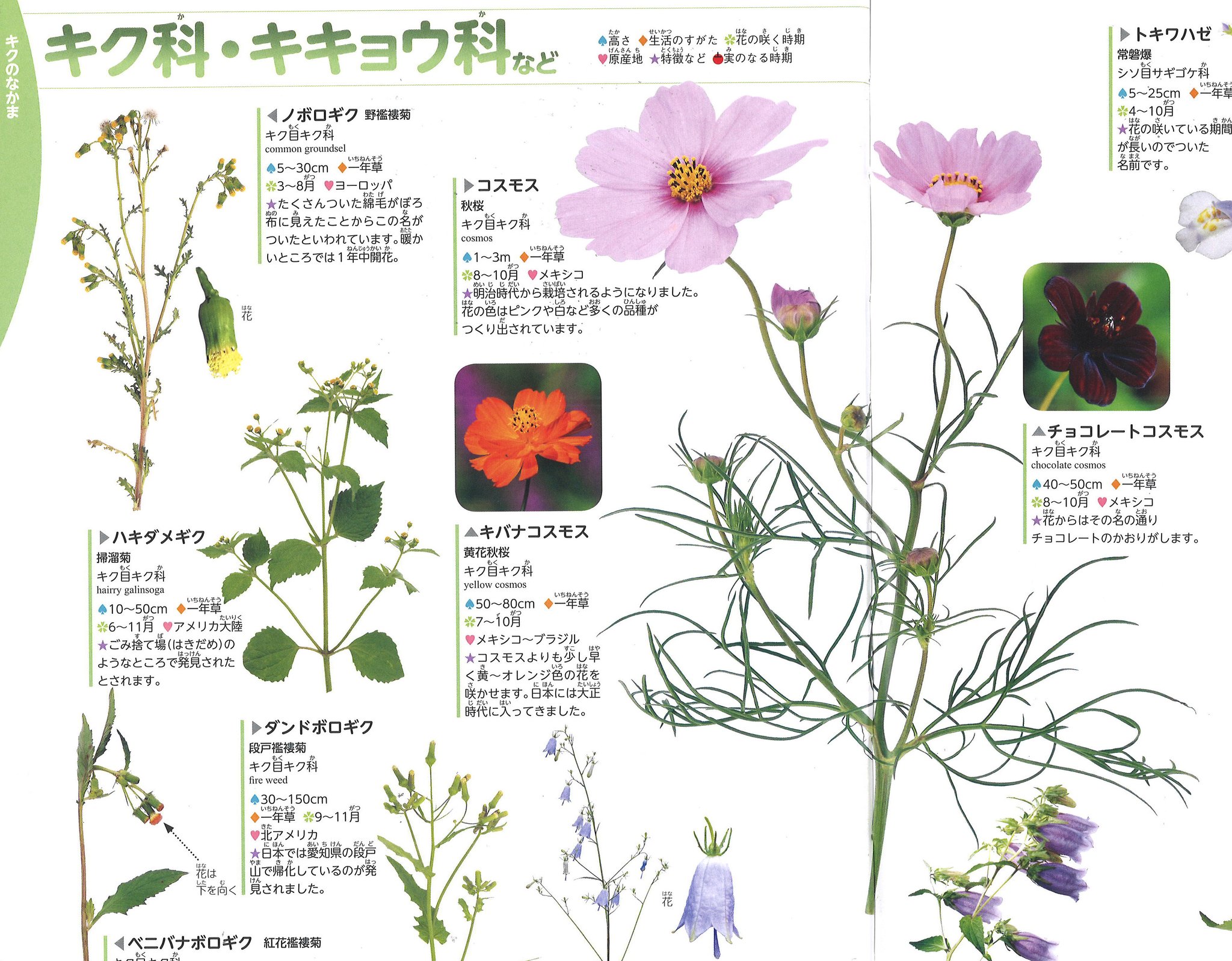 格安saleスタート 種子 コスモス 巨大輪 スーパー ミックス サカタのタネ 22 10 大輪の花をたくさん咲かせる早咲き ゆうパケット便可能 Www iwearparts Com