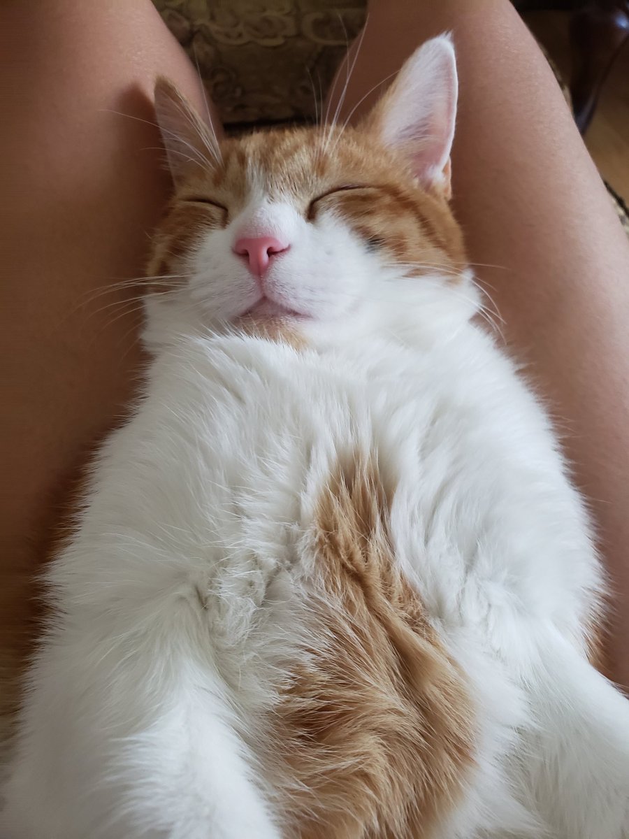 Imnyl_n's tweet photo. @dykefrost hes a good boy https://t.co/w0Kn3AAKNd