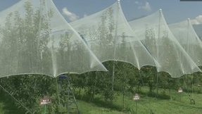 GulistanNewsTV's tweet photo. Sher-e-Kashmir University of Agricultural Sciences &amp; Technology (SKUAST) has introduced a ‘Hail Net System’ as a measure to protest apple crop. A member says, "Anti-hail nets being used to protect crop from damage caused by hailstorms. Also, it helps in saving crops from birds." https://t.co/PFOuhYiPRy