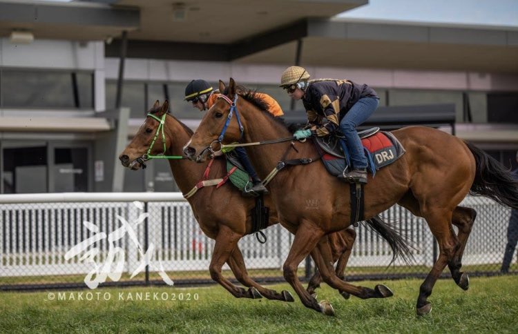 PaulaTrenwith's tweet image. ⭐️Group 1 winner Behemoth at the jumpouts today #Memsie #G1 @racingMBridge @DJollyRacing @KaylaCrowther2 @Racing @SkyRacingAU  all photo copyrights - Rising Sun Photography- Makoto Kaneko