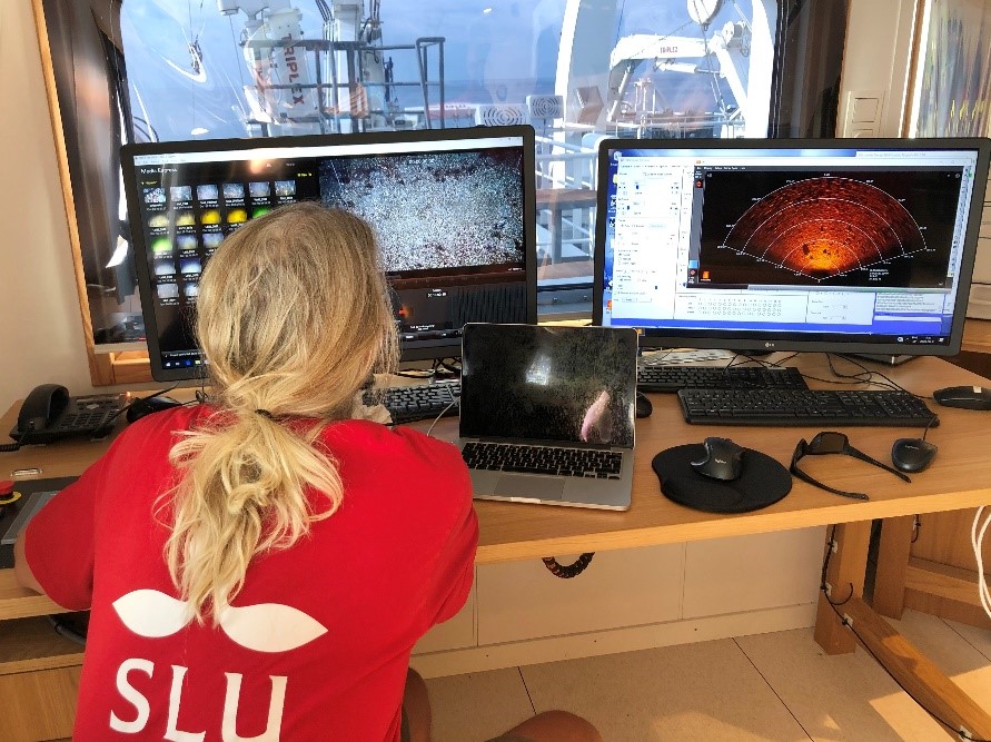 SLU Aqua tweet media