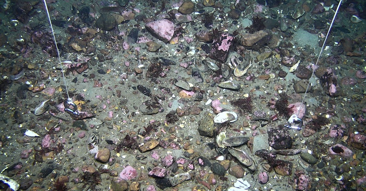 SLU Aqua tweet media