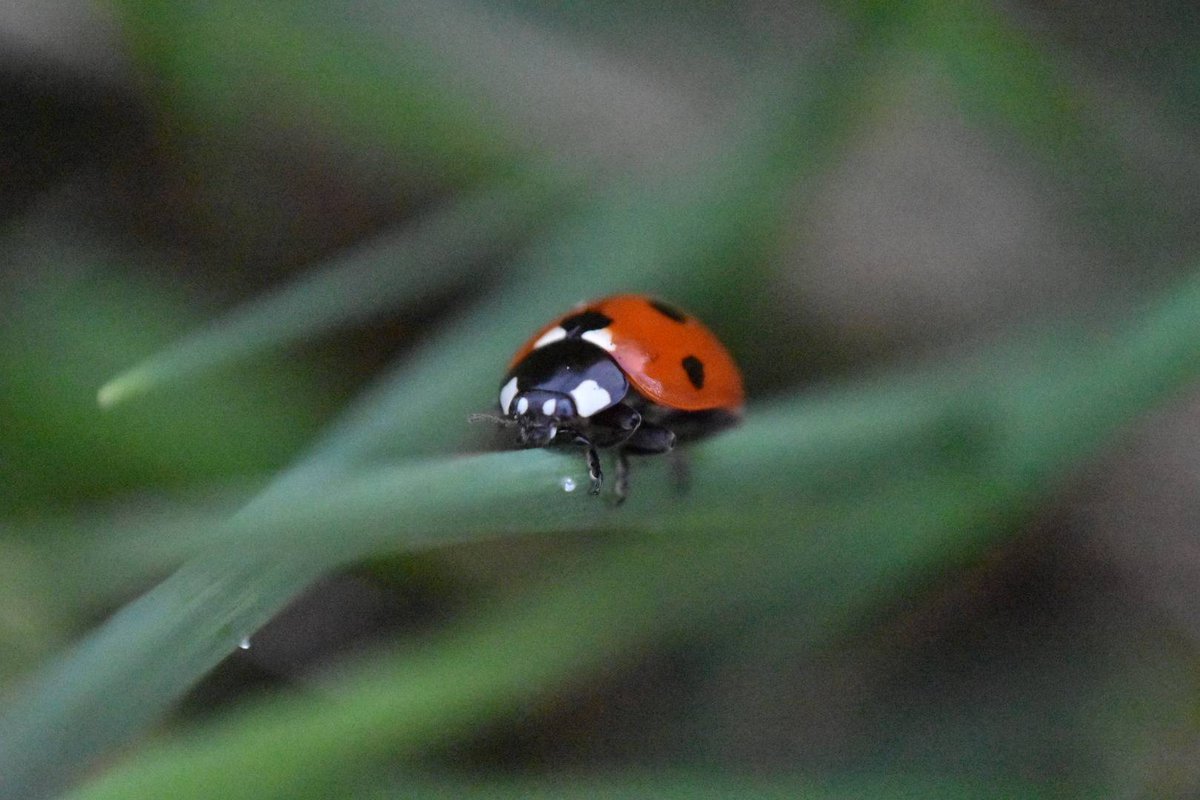 Starting post Summer garden maintenance? Ladybirds are around for a little longer.

They hibernate over Winter and can benefit from shelter from the elements #bughouse 

Shop our range now on Etsy etsy.com/uk/listing/841…

#ladybird #bug #insect #nature #wildlife #smallbusiness