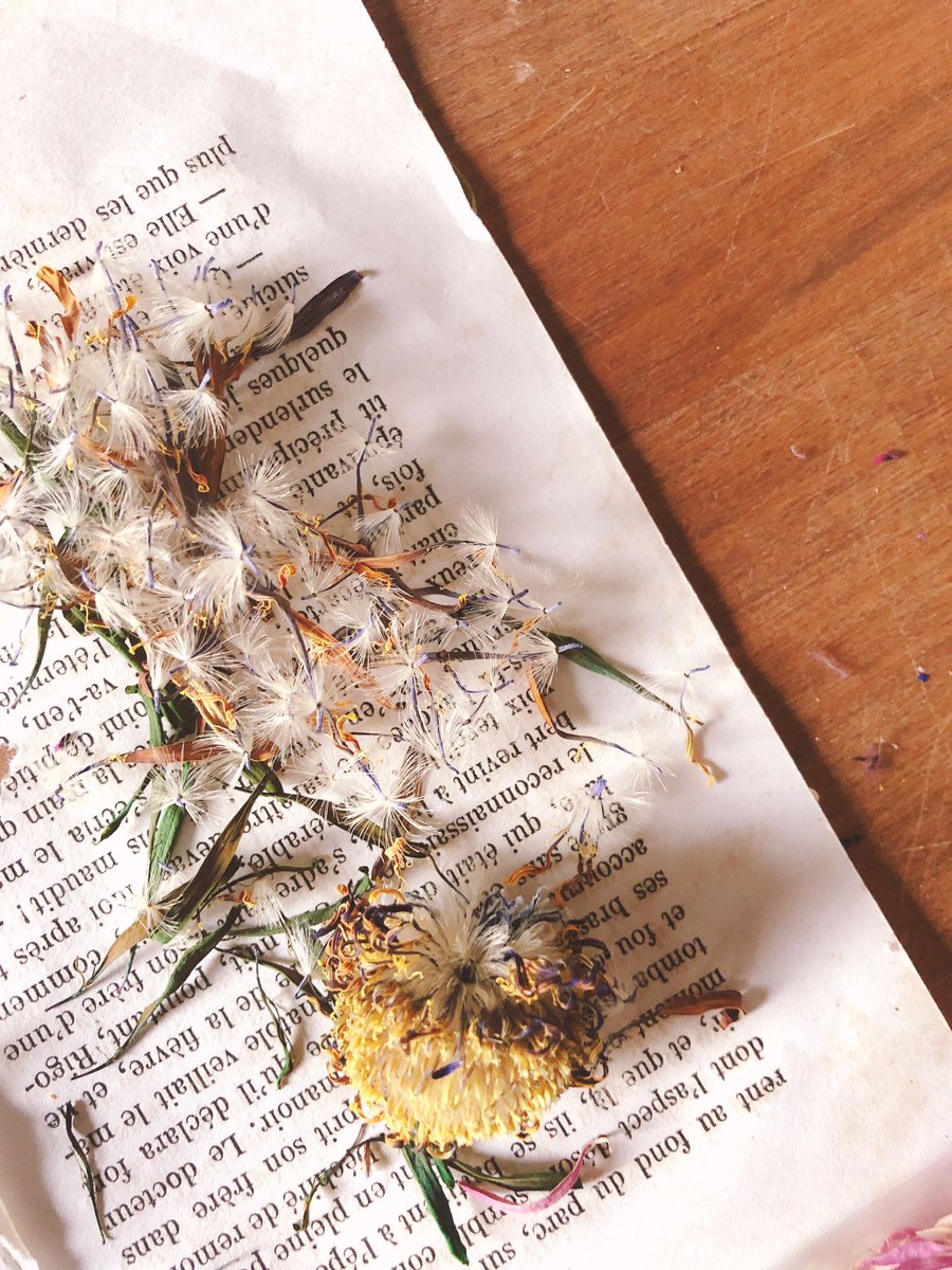 河島春佳 フラワーサイクリスト 引越し中 ガーベラ染めて乾燥しても 色が残った 綿毛が残っててたんぽぽのよう