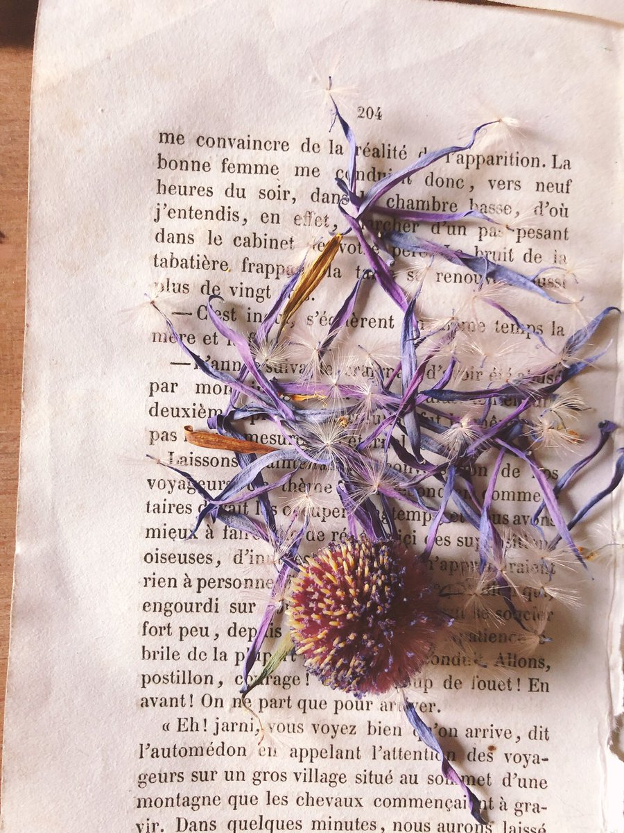 河島春佳 フラワーサイクリスト 引越し中 ガーベラ染めて乾燥しても 色が残った 綿毛が残っててたんぽぽのよう