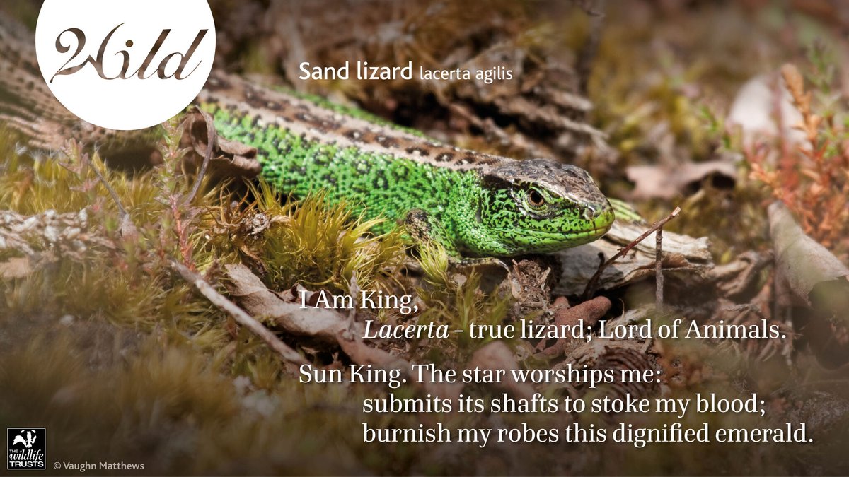 26characters's tweet image. @parkerpj01 used his lockdown outdoor time to go in search of the rare, shy sand lizard in our #26Wild project with @WildlifeTrusts. His patience was rewarded and recorded in his lovely centena/essay. bit.ly/3bh0TyC 🦎

With 🙏 to @SurreyWT, @ARC_Bytes and @ARGroupsUK