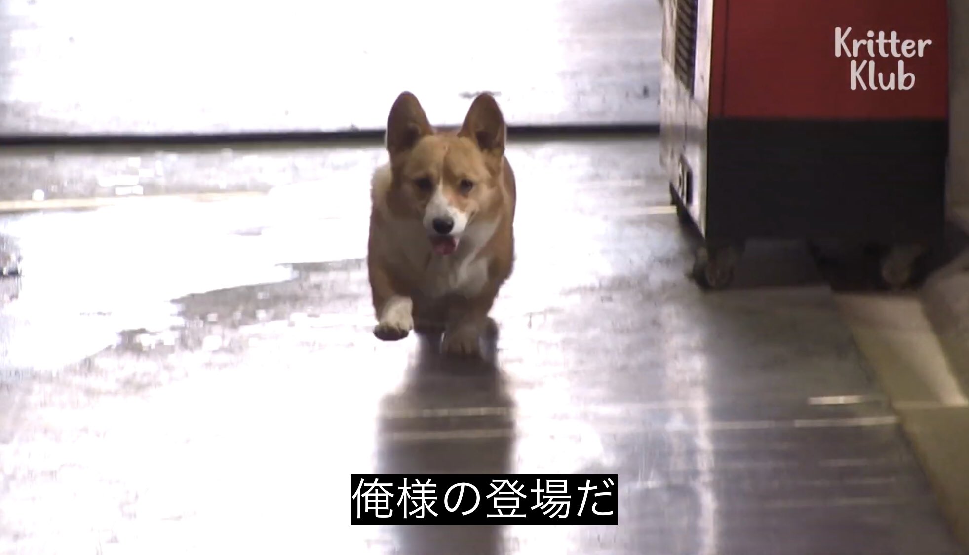 どうぶつ動画字幕bot on X: 