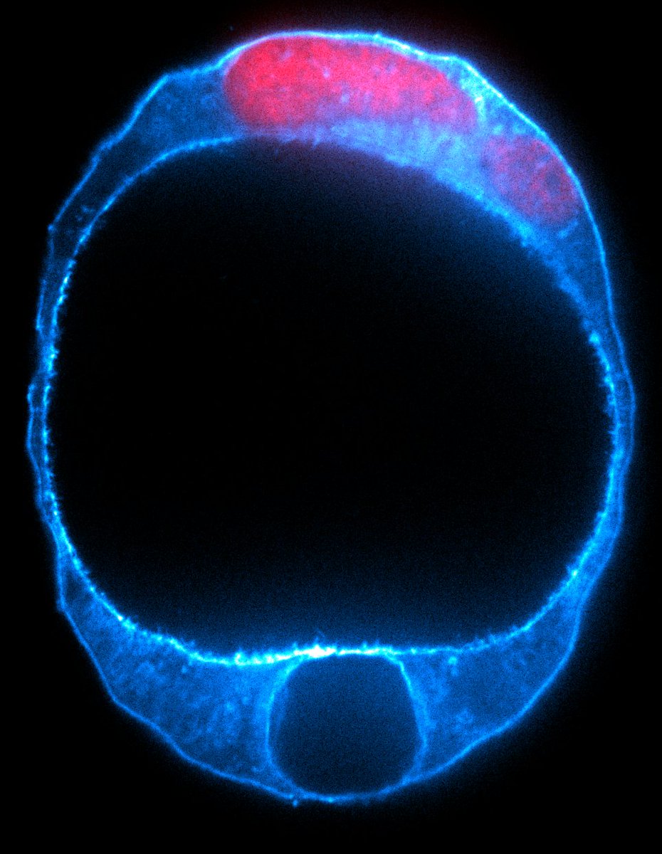 But it doesn't matter too much to the mouse embryo, which powers through its development as a single-celled embryo and tries anyways to form its first lumen with the trophectoderm-like structure that it can make.