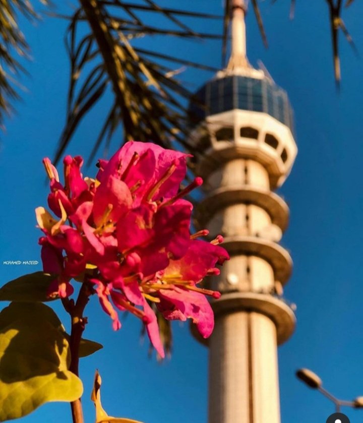 ومن مثل قلبي يعرف خط العراق
لا يسقط لون يعشقة الله  
ولا تسقط بغداد 

جمعة تفوح بها ازقة بغداد القديمة💛