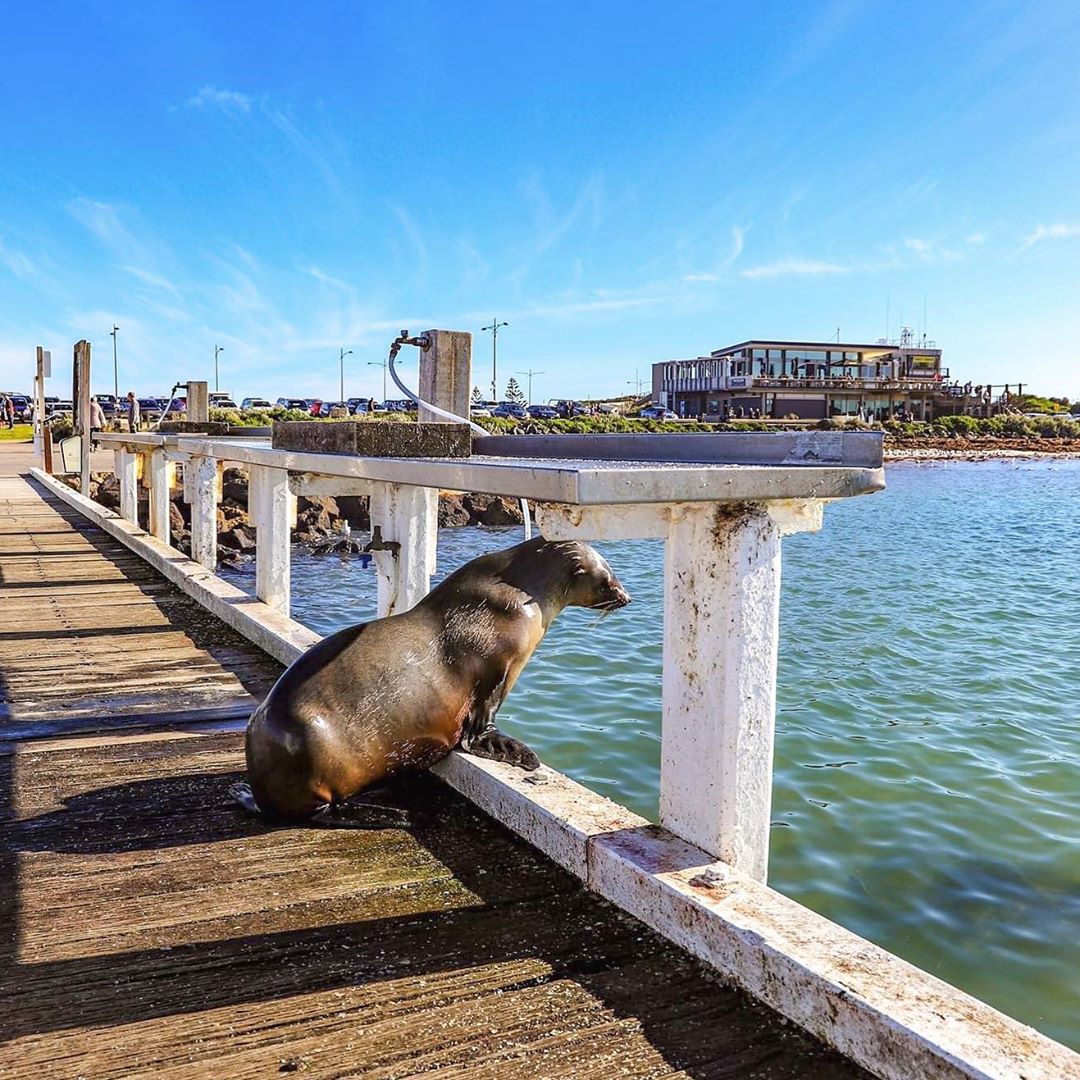 Melbourne, Australia (@melbourne) on Twitter photo Warrnambool local, Sammy the seal enjoying the Breakwater along the Great Ocean Road 📸 via IG/smitboy1 #StaySafe Warrnambool local, Sammy the seal enjoying the Breakwater along the Great Ocean Road 📸 via IG/smitboy1 #StaySafe