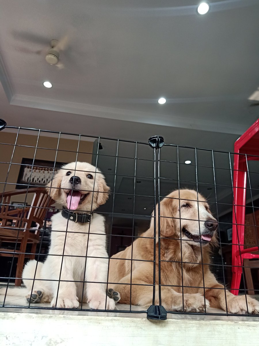 WhatsUpMaria96's tweet photo. I have too many pics of my doggos, so gonna dump em here. https://t.co/FLhpvxHOUM