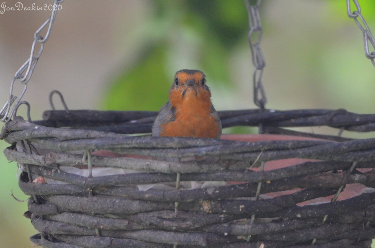 jon_deakin's tweet photo. Young Robin in a basket in my hazel tree. #TwitterNatureCommunity #nature #NaturePhotography #naturelovers #wildlife #wildlifephotography #birds #birdphotography @Natures_Voice https://t.co/vE9c6Q7QHL