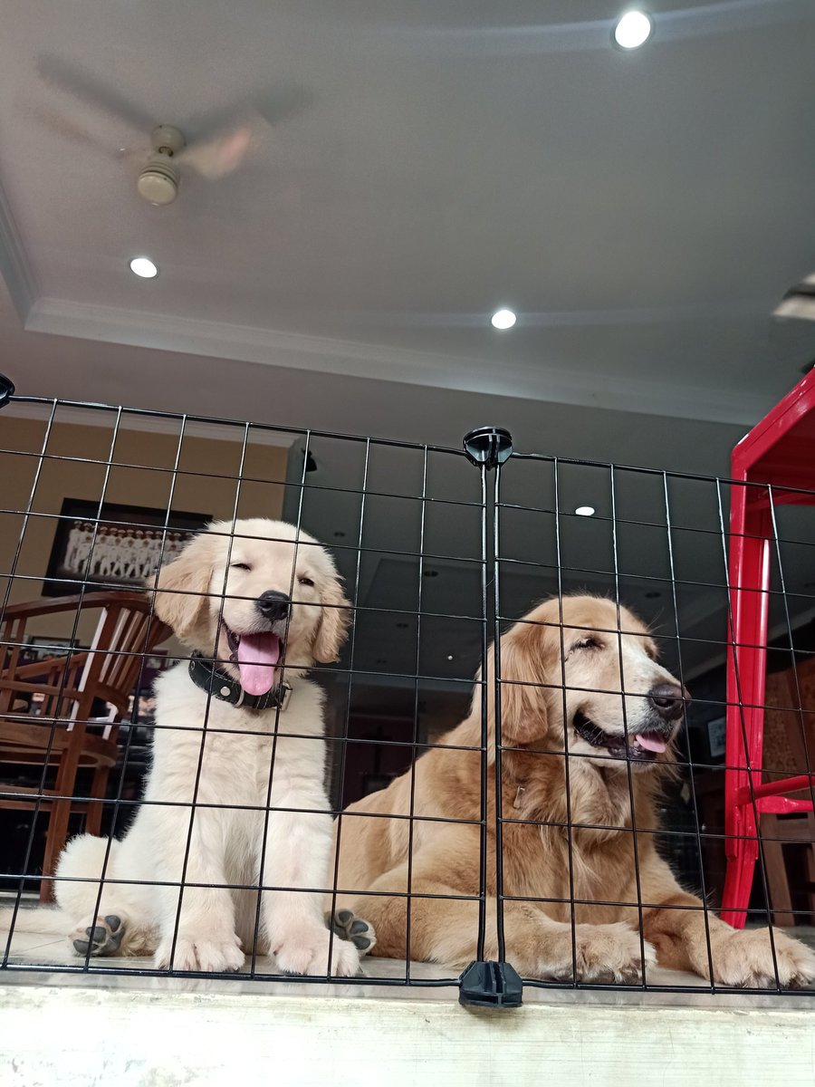 WhatsUpMaria96's tweet photo. I have too many pics of my doggos, so gonna dump em here. https://t.co/FLhpvxHOUM