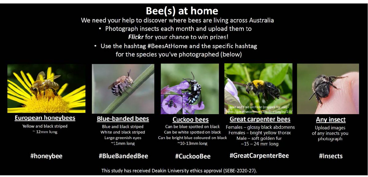 EuanRitchie1's tweet photo. Do you love 🐝? Silly question, of course you do! Want to get involved in some #CitizenScience and #BeesAtHome, a monthly photography competition?

Upload your image/s on Flickr with the hashtag #BeesAtHome 
 
For more details: https://t.co/oJFpgH0dYt https://t.co/SW3T5dot3p