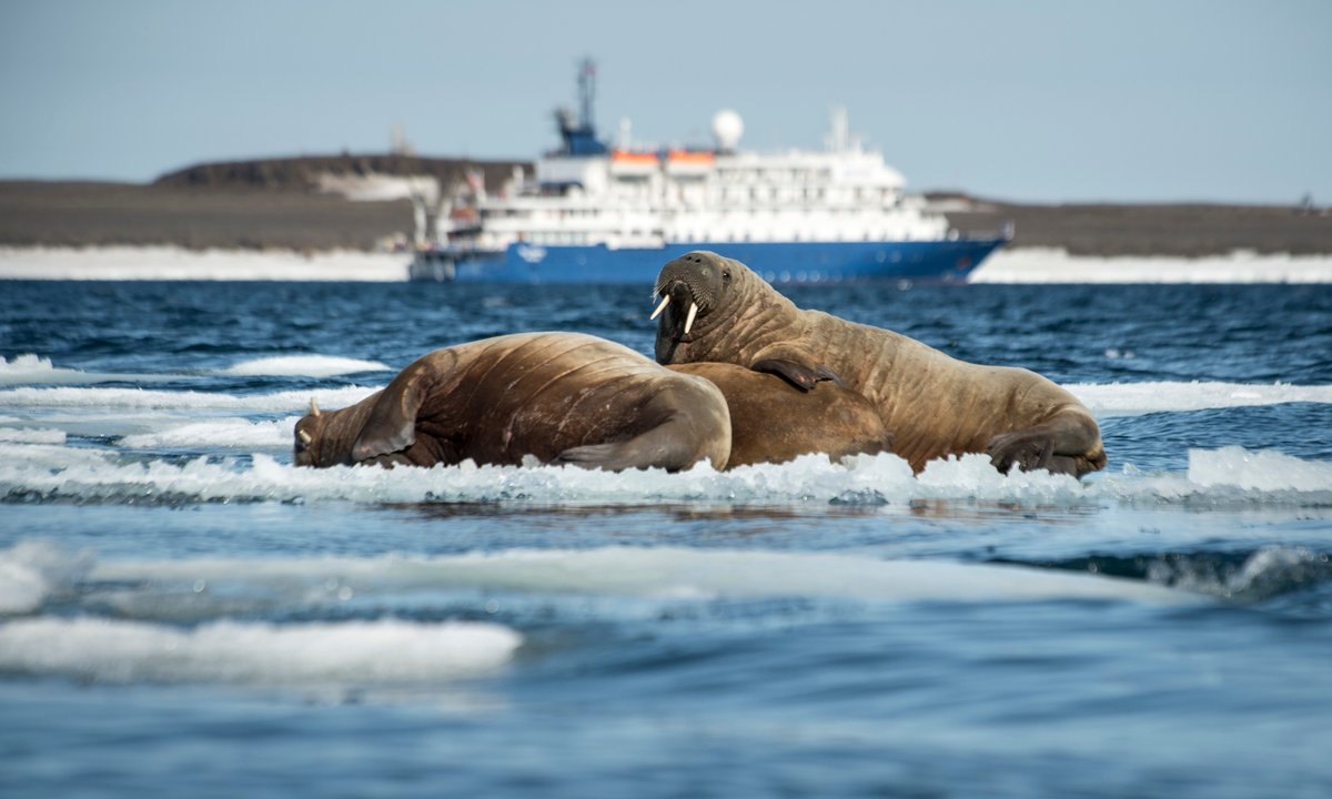 wanderlustmag's tweet photo. Where to cruise for an amazing Arctic adventure > https://t.co/vwPxpv7CvW
Want to sail like an Arctic explorer? Here’s your guide to Svalbard, Franz Josef Land and Greenland…
#ad #wlpo
@poseidonexp https://t.co/188DaYPbnz