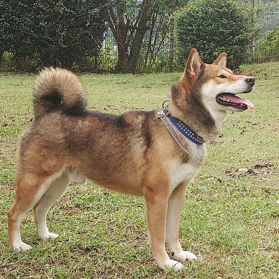 博多女 日本犬らしい美しさ 中型犬だけど 性格が穏やかで物凄く甘えん坊なので飼いやすいと思う 福岡市 動物管理センター 里親募集中 博多女 日本犬らしい美しさ 中型犬だけど 性格が穏やかで物凄く甘えん坊なので飼いやすいと思う 福岡市 動物管理センター 里親募集中