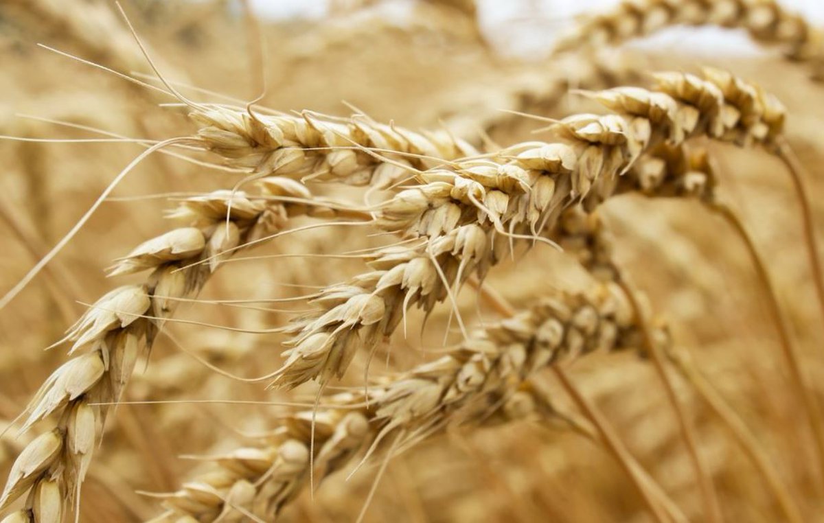 RohanSomwanshi's tweet image. #Australian #wheat futures resume trading on CME as #crop prospects improve: bit.ly/3mbkRQh

1. #APW contract trading resumes after ~10 months
2. Trading dwindled on smaller crops, lower exports
3. Inquiries rising for the #WA @SPGlobalPlatts #FOB contract 
#OATT