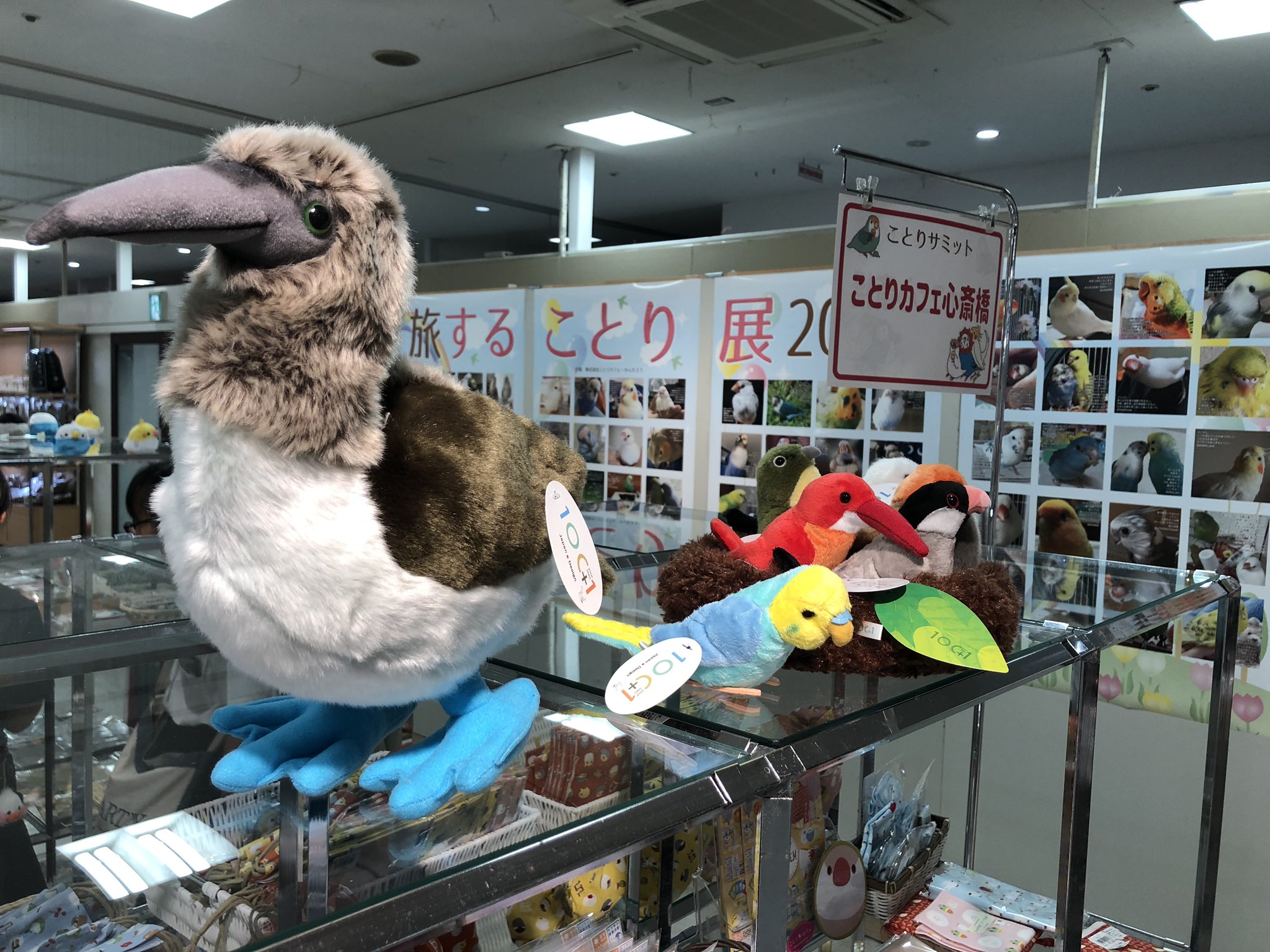 太洋産業貿易 No Twitter 東武宇都宮百貨店 さん5fイベントプラザにて ことりサミット 開催中です 9 15 火 までですので お早めに 宇都宮 アオアシカツオドリ セイキチョウ シマエナガ スズメ ワンオーワン ことりカフェ T Co 5tdfnhbjzd Twitter