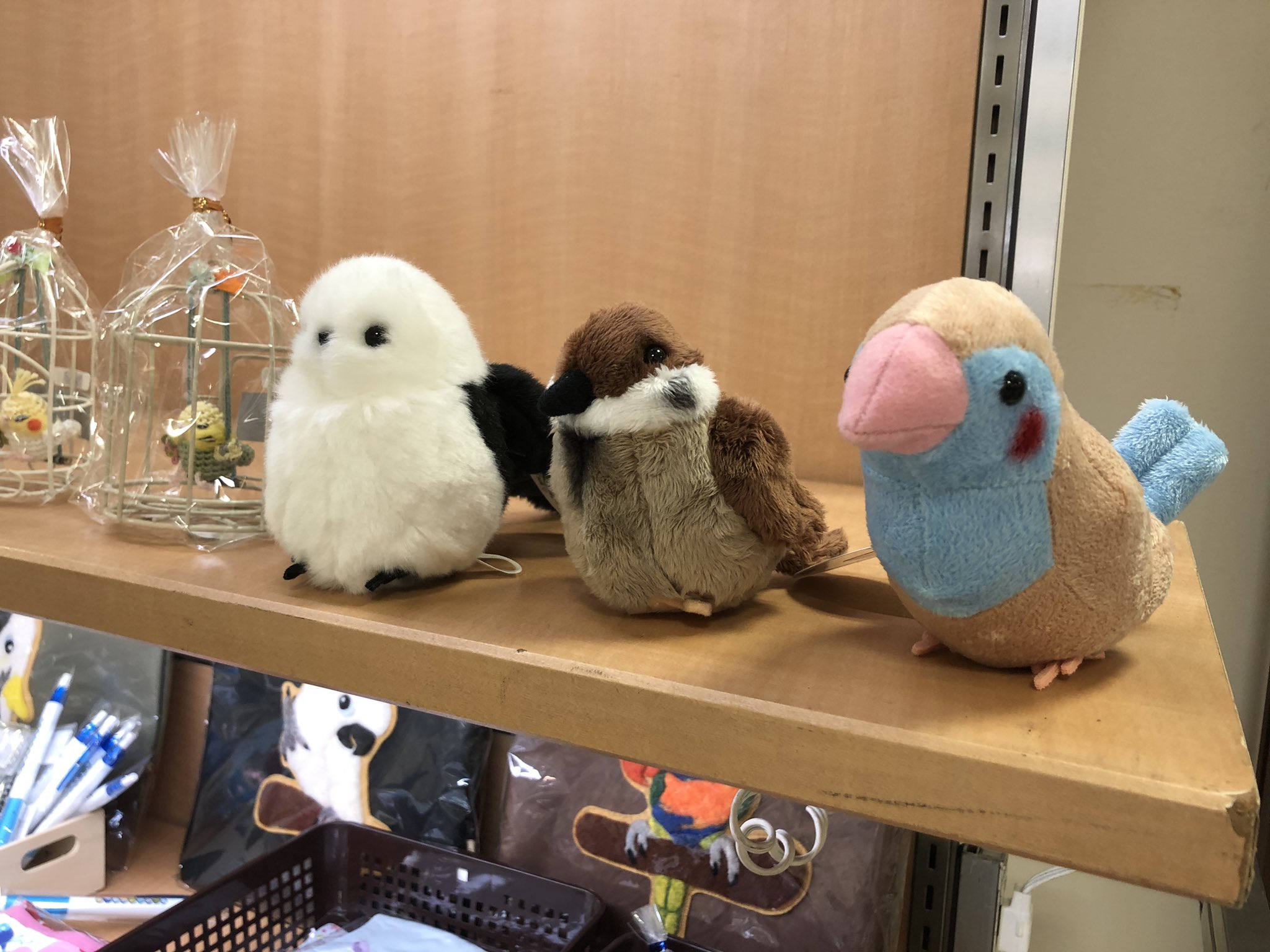 太洋産業貿易 No Twitter 東武宇都宮百貨店 さん5fイベントプラザにて ことりサミット 開催中です 9 15 火 までですので お早めに 宇都宮 アオアシカツオドリ セイキチョウ シマエナガ スズメ ワンオーワン ことりカフェ T Co 5tdfnhbjzd Twitter