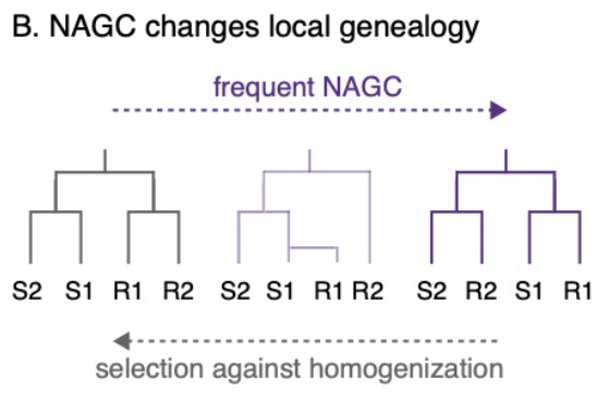 You may know this as the villainous “concerted evolution” that can stop neofunctionalization in its tracks… unless, in theory at least, natural selection can save the day by promoting divergence between the gene duplicates.