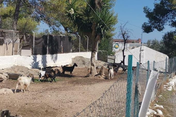 #PLG #Gandia 

👆 Había que pillar al cabrón y ponerlo a buen recaudo! 🐏

👍 L@s  agentes👮🏻‍♂️ recogen a un cabrón de una calle, lo trasladan a un centro para su cuidado y seguridad 🐏.

#PrevenirAyudarProteger