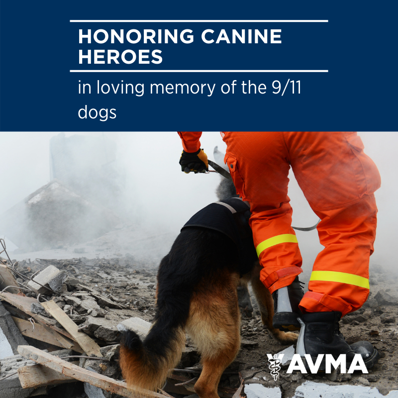 AVMAvets's tweet photo. We remember those who were lost on the 19th anniversary of 9/11 and the heroes and their legacies that live on ... including the canine heroes at Ground Zero, their handlers and veterinarians. Thank you. https://t.co/XDPBW6kGyi