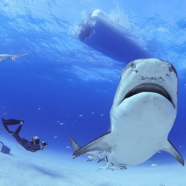 padiaware's tweet photo. Today’s @PADI Torchbearer 5 goal is Make Sustainable Choices:
🌊Make sure your seafood is sustainable
🌊Choose eco-friendly holidays
🌊 Follow our #SharkRayTourismBestPractices when shark diving 👇 https://t.co/8BkfSOxcRX 
#10Tips4Divers #AWAREweek @PADI_Travel 
📷@lizparkinson25 https://t.co/7AVPWGrZzs