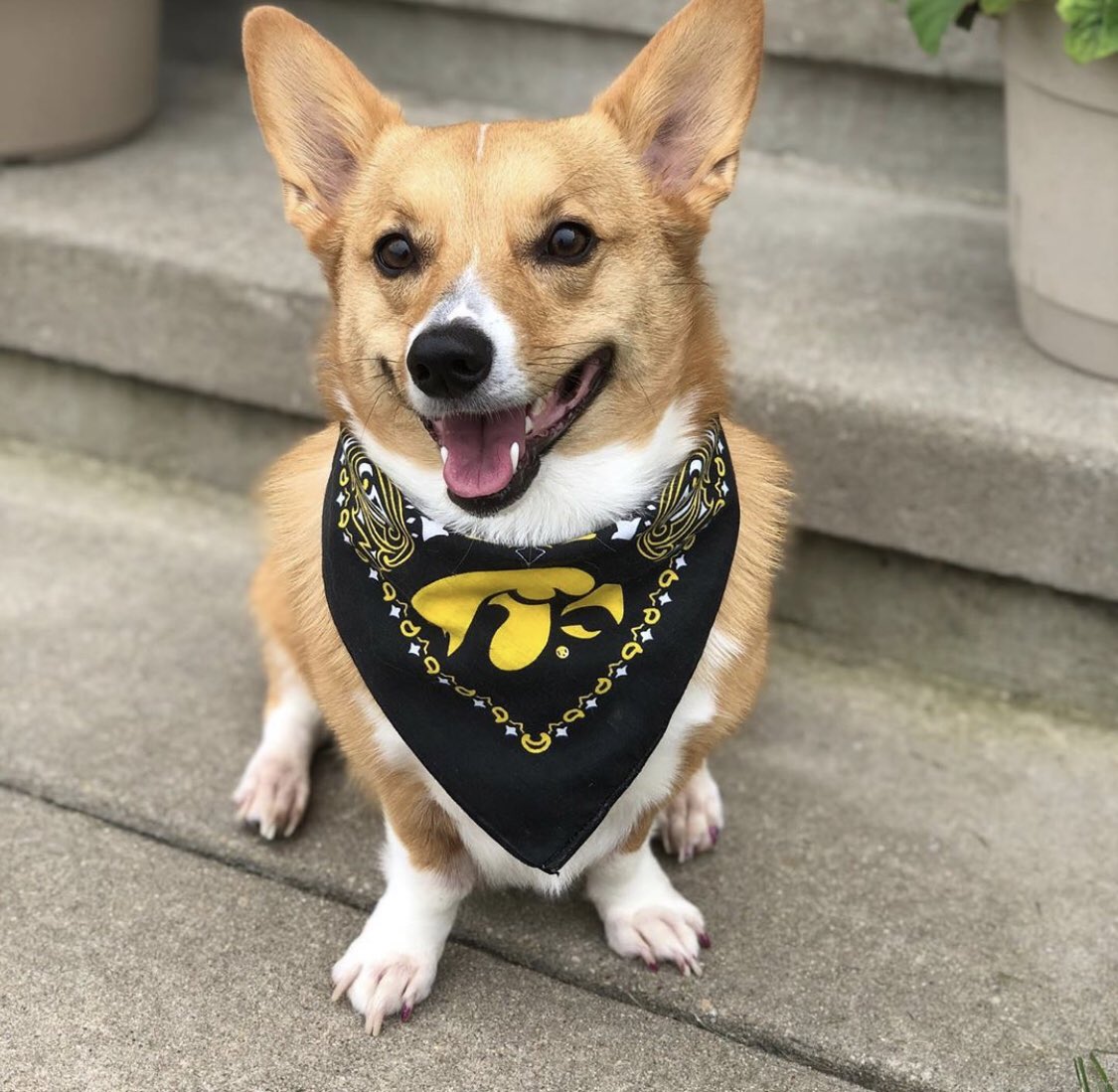 ecomried's tweet photo. I nominate Miss Hayden for @GMA #PetOfTheWeek! She is a therapy dog in Cedar Rapids, IA. Hayden loves visiting the kids and elderly in the local hospital, and a big @HawkeyeFootball fan! (Follow her on insta - hayden_corgi) https://t.co/A2QzBph8DZ