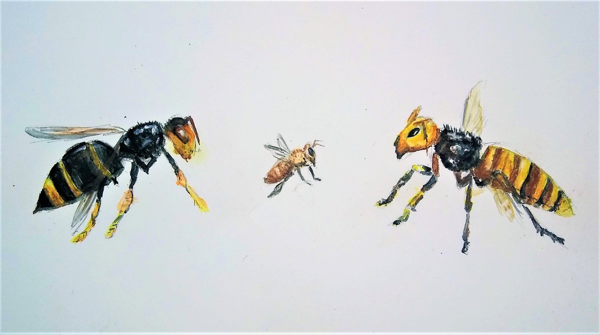 Durham University Beekeeping Society tweet media