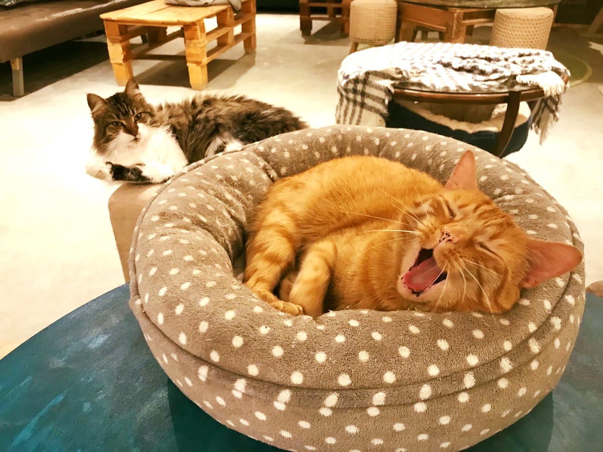 bmthtownbid's tweet photo. The @PauseCatCafe team (& kitties) are finally back after being closed throughout lockdown. The café will currently only be open on Fri, Sat & Sundays from 12pm – 4pm for the moment. Please visit https://t.co/nNMYGaDHBf to reserve your space. 🐾 ☕ #StayLocalSpendLocal https://t.co/qtutDhc03A