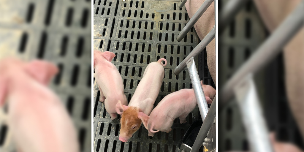 SowChoice's tweet photo. Did you know that our Integra Farrowing Floor is Class A Flame Resistant and has a 15 year warranty!! Superior comfort for your sows and piglets.
Learn more here - https://t.co/zUe7HzXAIv

#FarrowingFloor #Flooring #Swine #Sows #Piglets https://t.co/3p5SKpJeah