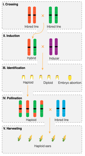Talented visiting student (Jinlong Li) led a genomic prediction project to optimize the doubled haploid-based hybrid breeding strategy! Now posted on preprint server: doi.org/10.1101/2020.0…