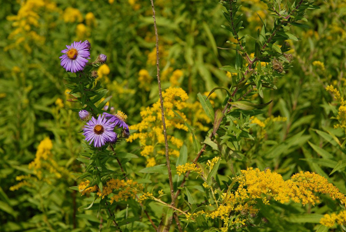 ddegolyer's tweet photo. Late summer flowers on the Finger Lakes Trail . . . #flxtrail #fingerlakes #hiking #wildernessfootpaths @FLTrail https://t.co/FQKIy2G01B