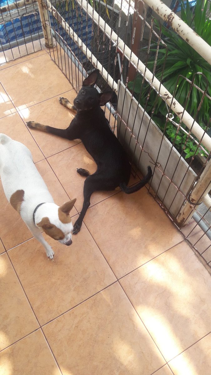 PeterNeilson090's tweet photo. This little girl Charcoal is needing specialist to look at her leg. Please help as everything costs money we don't have. Please RT or donate $1
https://t.co/QPoFlKUok2
#VETCARE #savealeg
@AntwuanSawa @MICHELL64959353 @TangerineSkies2 @reddogsusie @ginachron @QuirkyCat3 https://t.co/cri1pxsEaq
