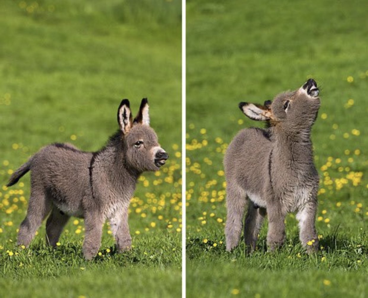 癒される動物 ロバの赤ちゃんがかわいすぎる T Co 4a1wqgw5nr Twitter