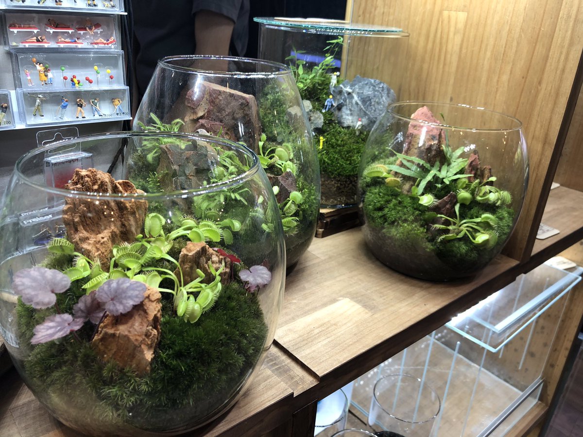 ট ইট র 恵比寿店 チャーム公式 人気の食虫植物レイアウトの苔テラリウム お手入れも簡単でおすすめです チャーム恵比寿店 Charm恵比寿店 苔テラリウム 食虫植物