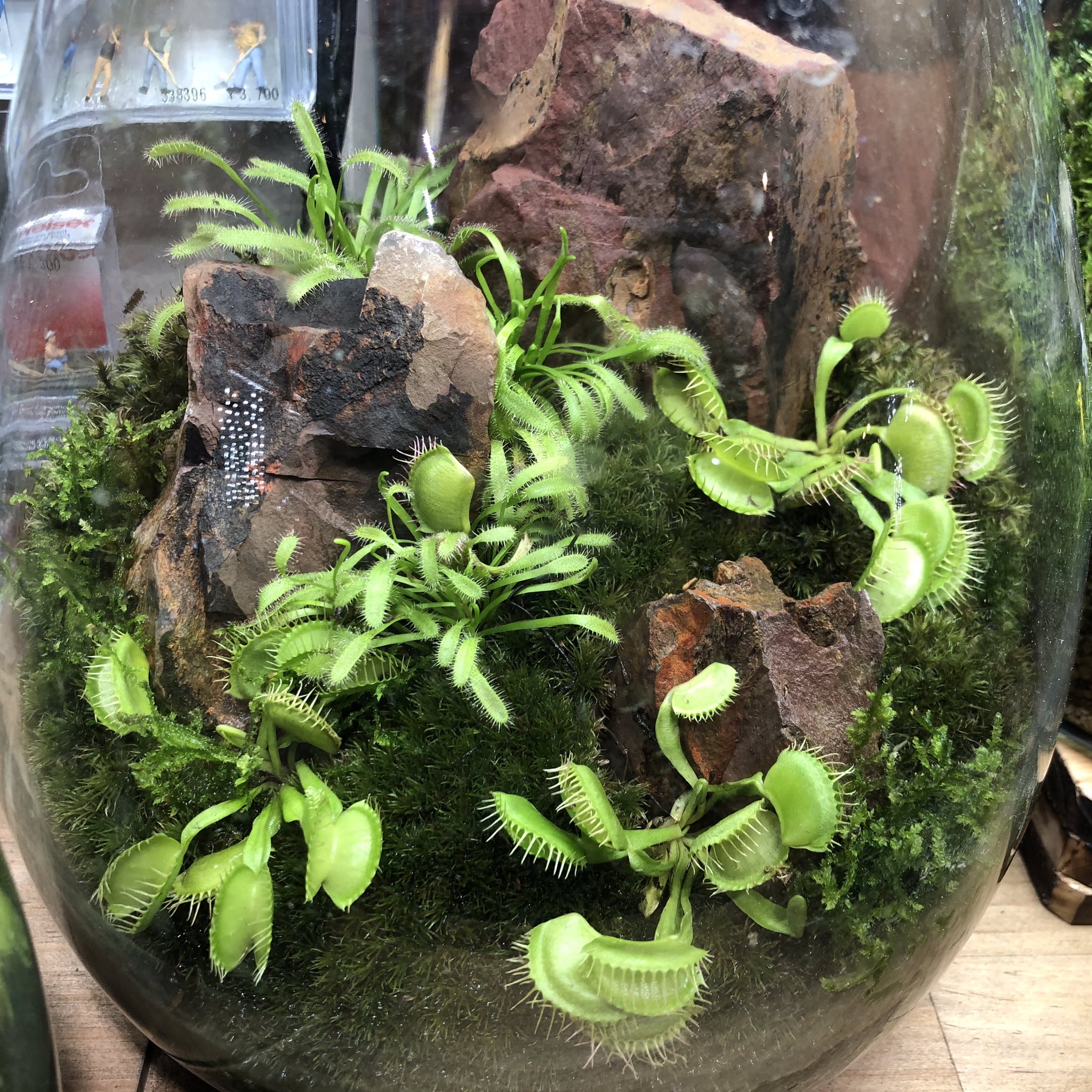تويتر 恵比寿店 チャーム公式 على تويتر 人気の食虫植物レイアウトの苔テラリウム お手入れも簡単でおすすめです チャーム恵比寿店 Charm恵比寿店 苔テラリウム 食虫植物 T Co Gguhtuxvbu