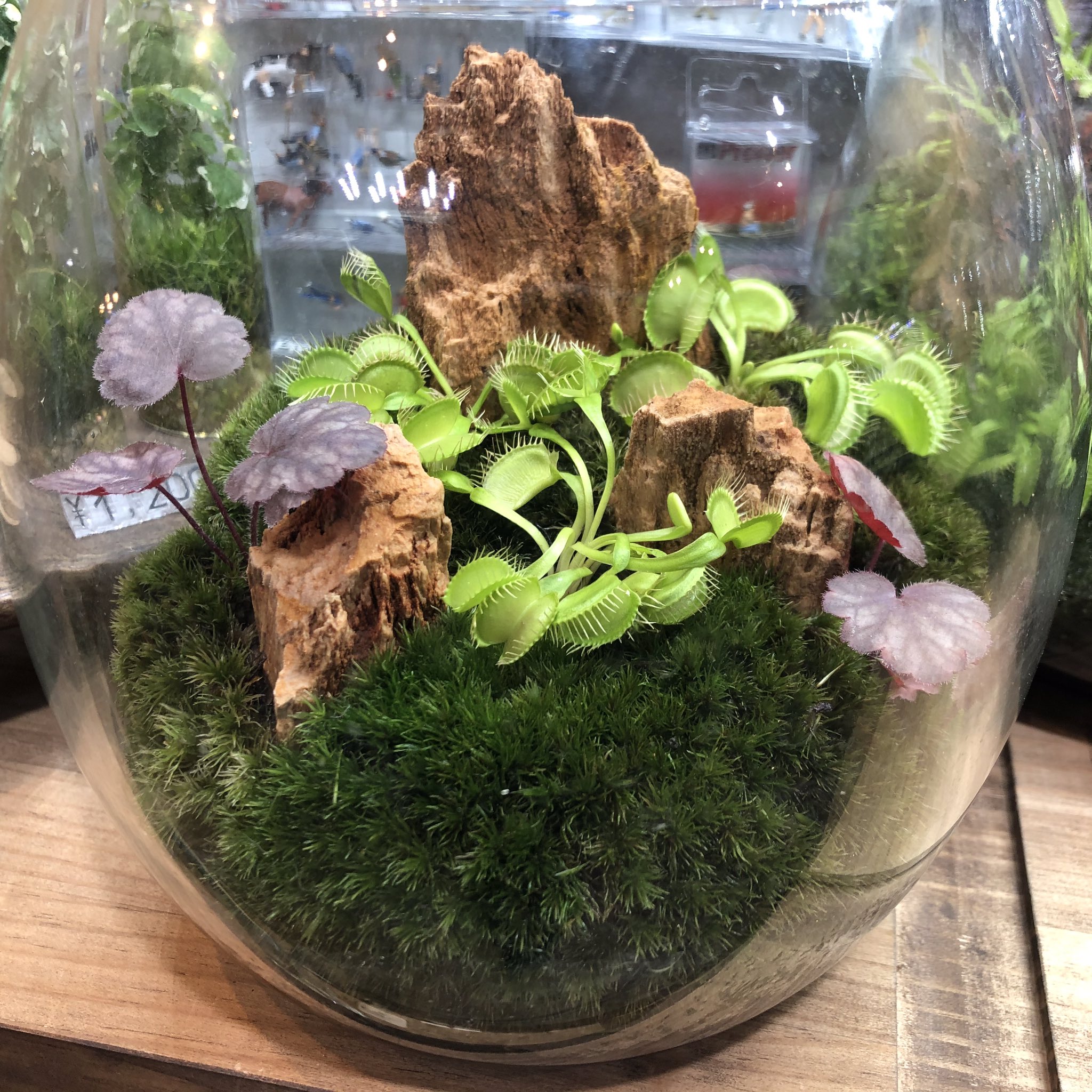 تويتر 恵比寿店 チャーム公式 على تويتر 人気の食虫植物レイアウトの苔テラリウム お手入れも簡単でおすすめです チャーム恵比寿店 Charm恵比寿店 苔テラリウム 食虫植物 T Co Gguhtuxvbu