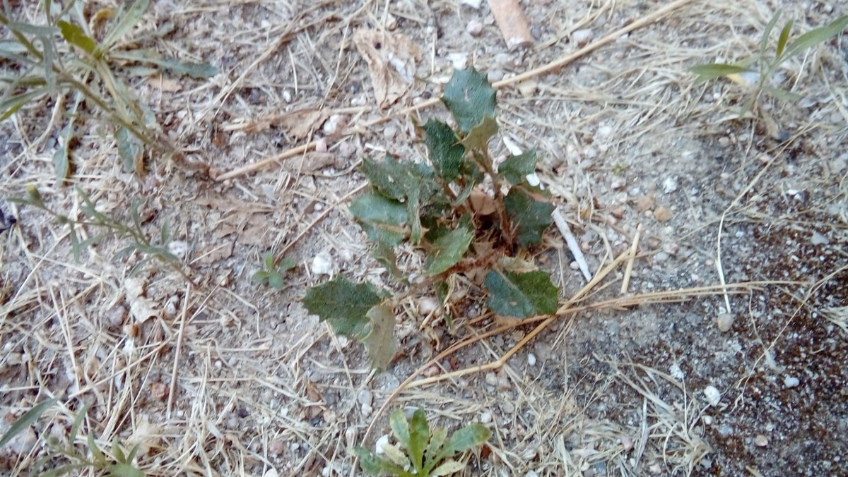Ilusionados con el nacimiento de unas 30 encinitas de la #bellotada que celebramos el pasado Diciembre en la zona del Polígono H en #SanBlasCanillejas 🌱

#ManosVerdes
<a href="/arbopalm/">Jacobo Llorens_Arbolista_Treerider</a> 
<a href="/arribalasramas/">ARRIBA LAS RAMAS</a>
<a href="/arboles_magicos/">Los Árboles Mágicos ®️, (by Oscar Gaitan)</a>
<a href="/GrandeBellotada/">LaGranBellotadaIbérica - AGrandeBolotadaIbérica</a>