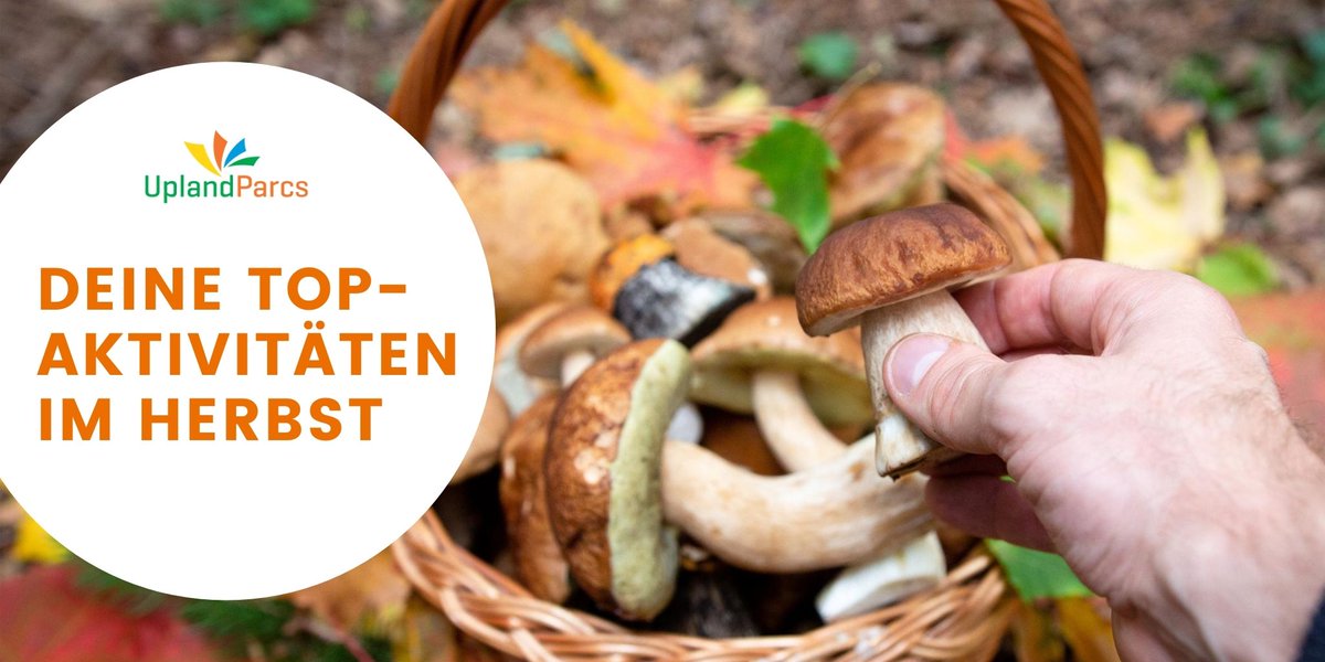Wann ist die Natur schöner und die Luft besser als im Herbst? Unsere Top-Aktivitäten für Euch: Pilze sammeln im Wald, eine Laubschlacht, ein Spaziergang in der Natur, Kastanien und Blätter sammeln oder Schwimmen gehen! 🏊