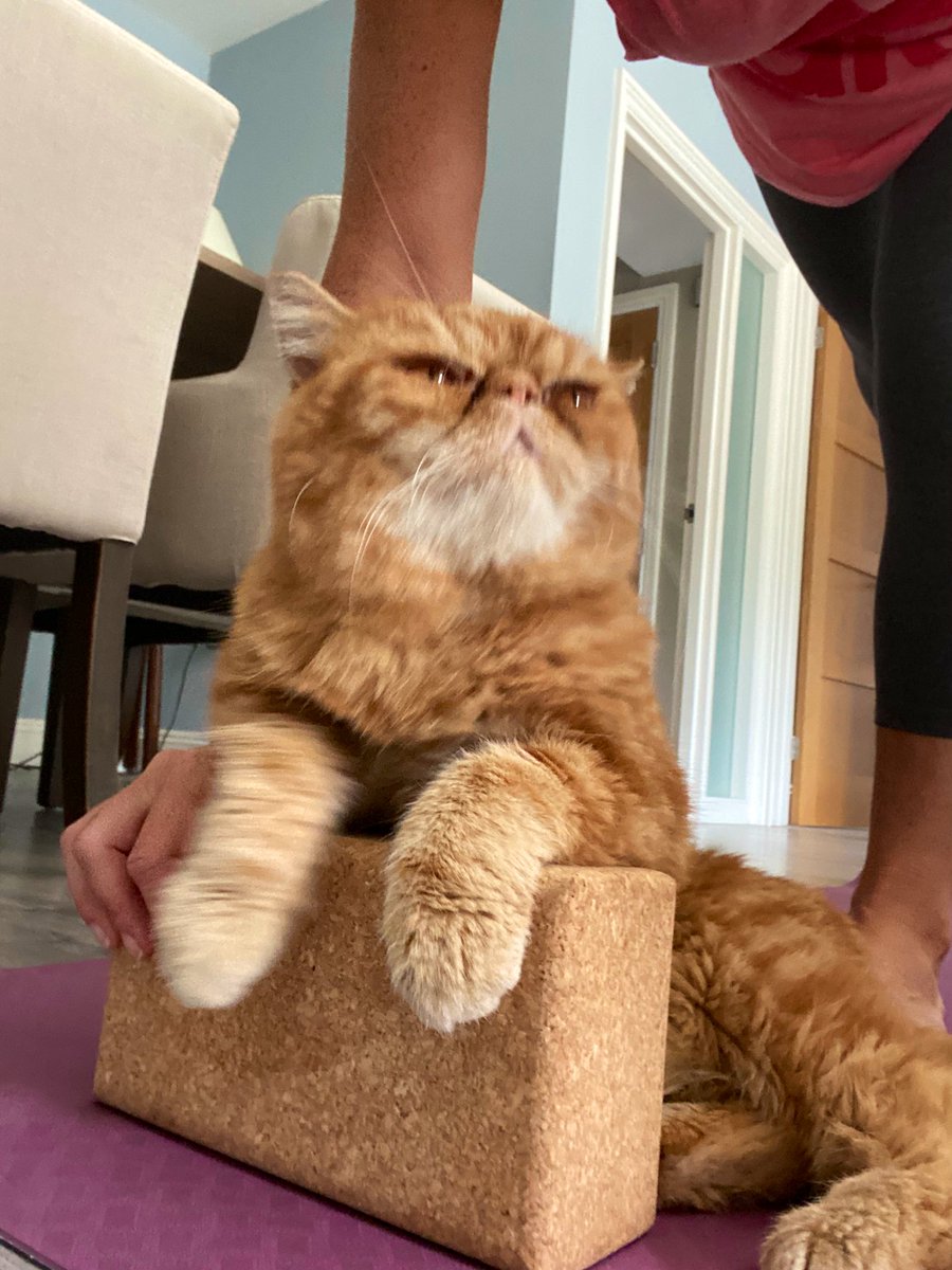 MellyChaps's tweet image. Small issue with zoom #yoga class this morning. I also don't own a cat. @thehouseofyoga #homeclass #catissue