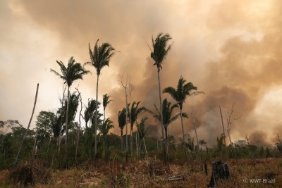 Global Canopy tweet media