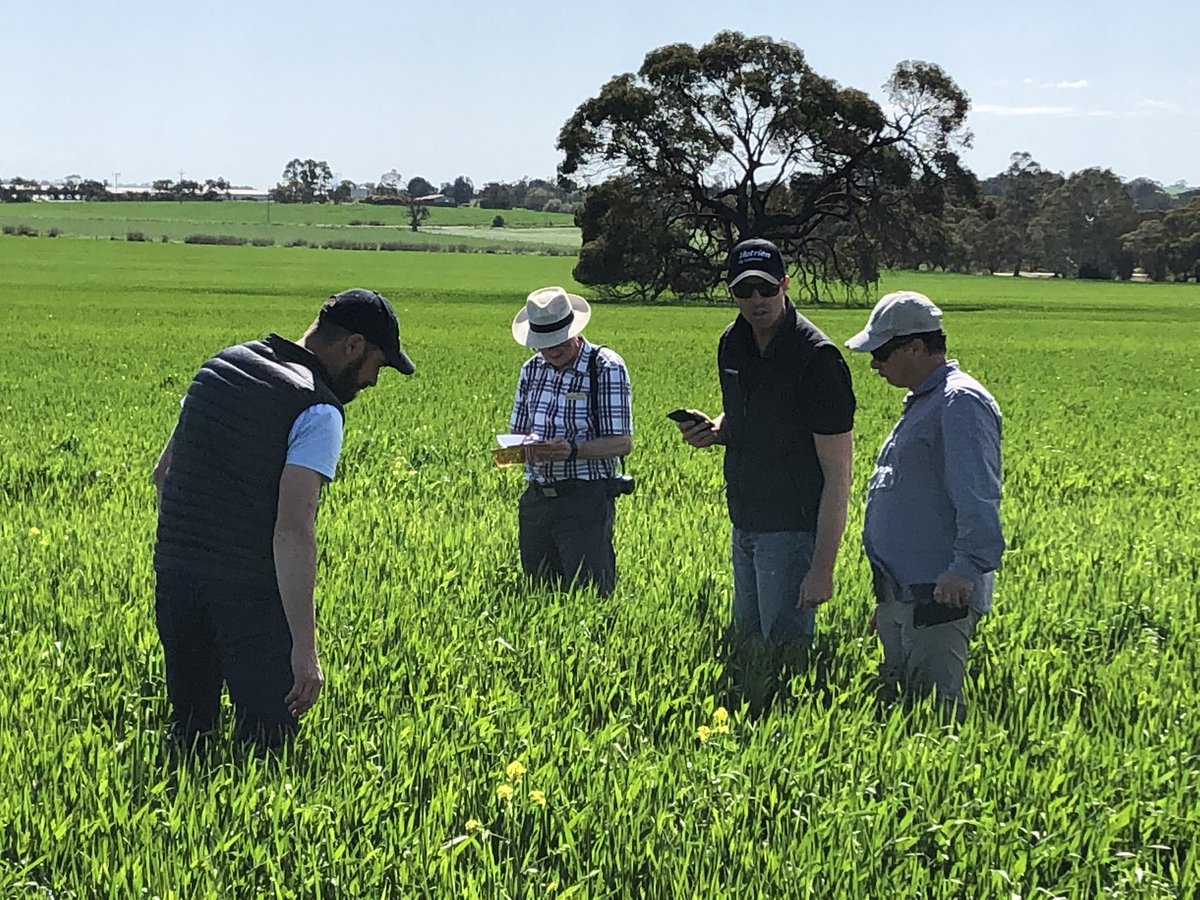 Good group at a trial walk today just out side of Riverton. Mateno Complete just keeps on working.#BayerTrials <a href="/Bayer4CropsAU/">Bayer AU 🇦🇺 | Crop Science</a>