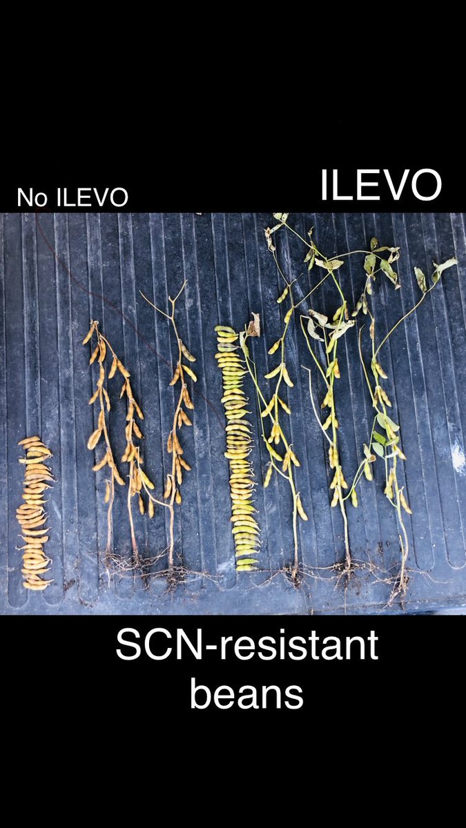Soybeans in Crookston, MN. #SCN counts: 15,000 pre-plant. Planted SCN resistant variety &amp; treated with #ILEVO 
Look what #ILEVO brings on top of genetics! #WatchILEVOWork ⁦<a href="/BASFAgProducts/">BASF Ag Solutions US</a>⁩