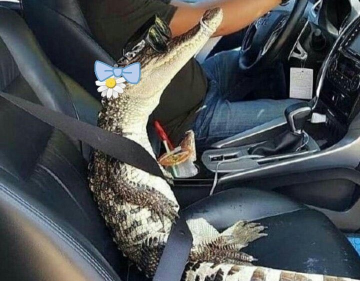 falla_adinda's tweet photo. “Aku tuh ga pernah senyaman ini ma orang kecuali ma kamu..”
.
.
Di dalam mobil BMW seri 5, biasanya cuma dalem Avanza soalnya. https://t.co/dGPOo2BcCr