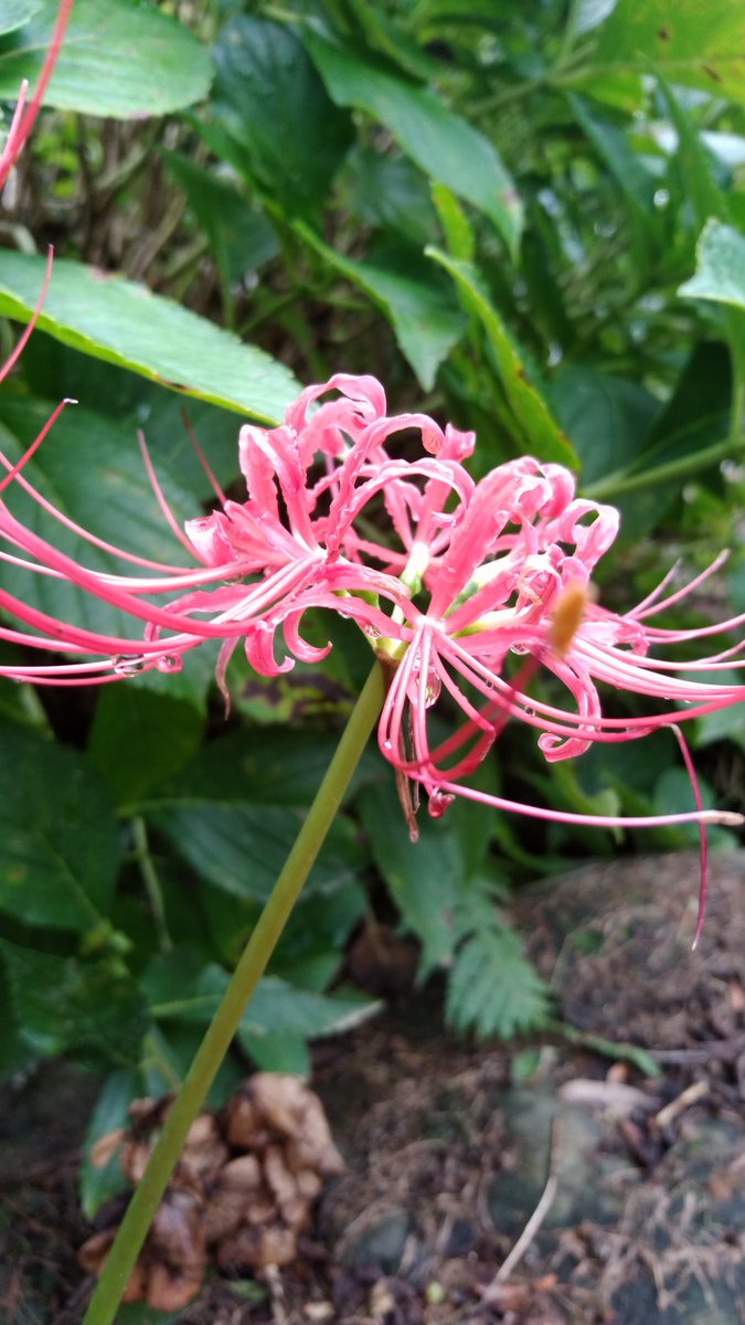 Yururinosuke 秋ですね 彼岸花 ヒガンバナ ひがんばな 曼珠沙華 マンジュシャゲ 庭の花 田舎 田舎生活 田舎暮らし 自然 庭 ガーデニング 園芸 畑 花 Flower フラワー プランター 壁掛けプランター 植物 植物のある生活 季節の花