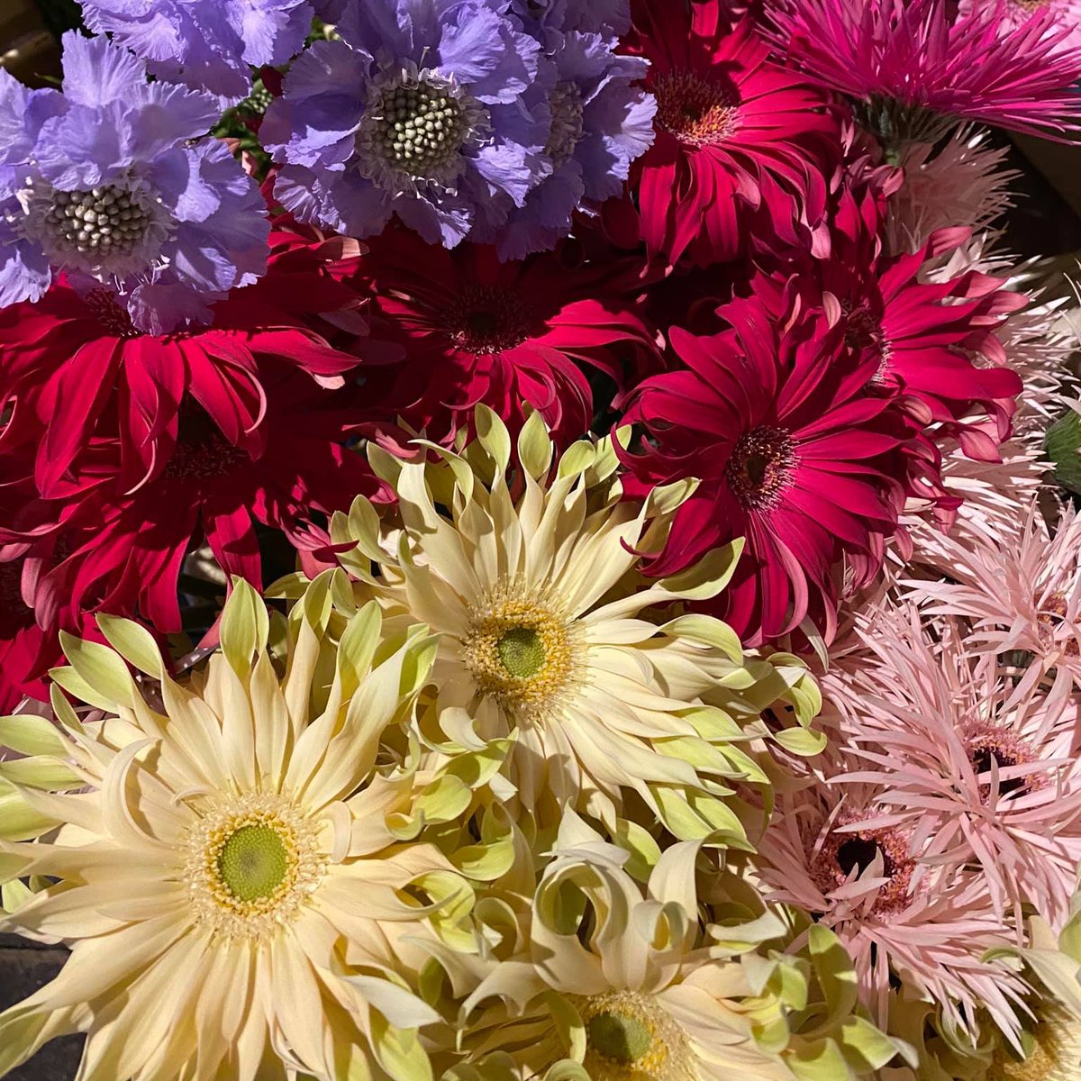 Can you imagine, decorating with these beautiful Gerbera varieties?