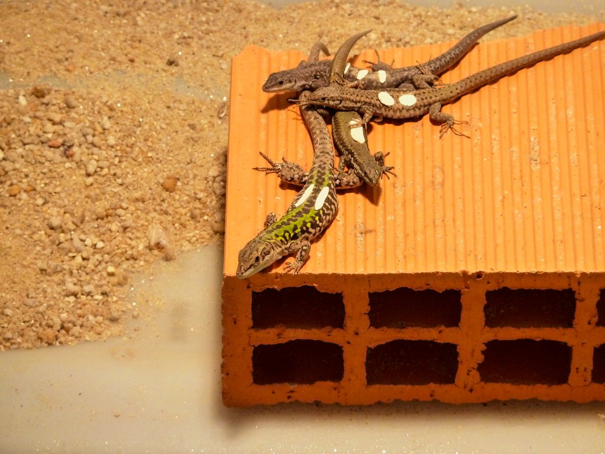 *NEW PAPER*
What happens when we put together an invasive and a native lizard species? Will they fight? Will they be friends?Why is the invasive lizard doing so much better than the native lizard in the wild? All the answers inside this awesome paper!!! https://t.co/VB5IzFcxqR https://t.co/LX30sJPgaJ