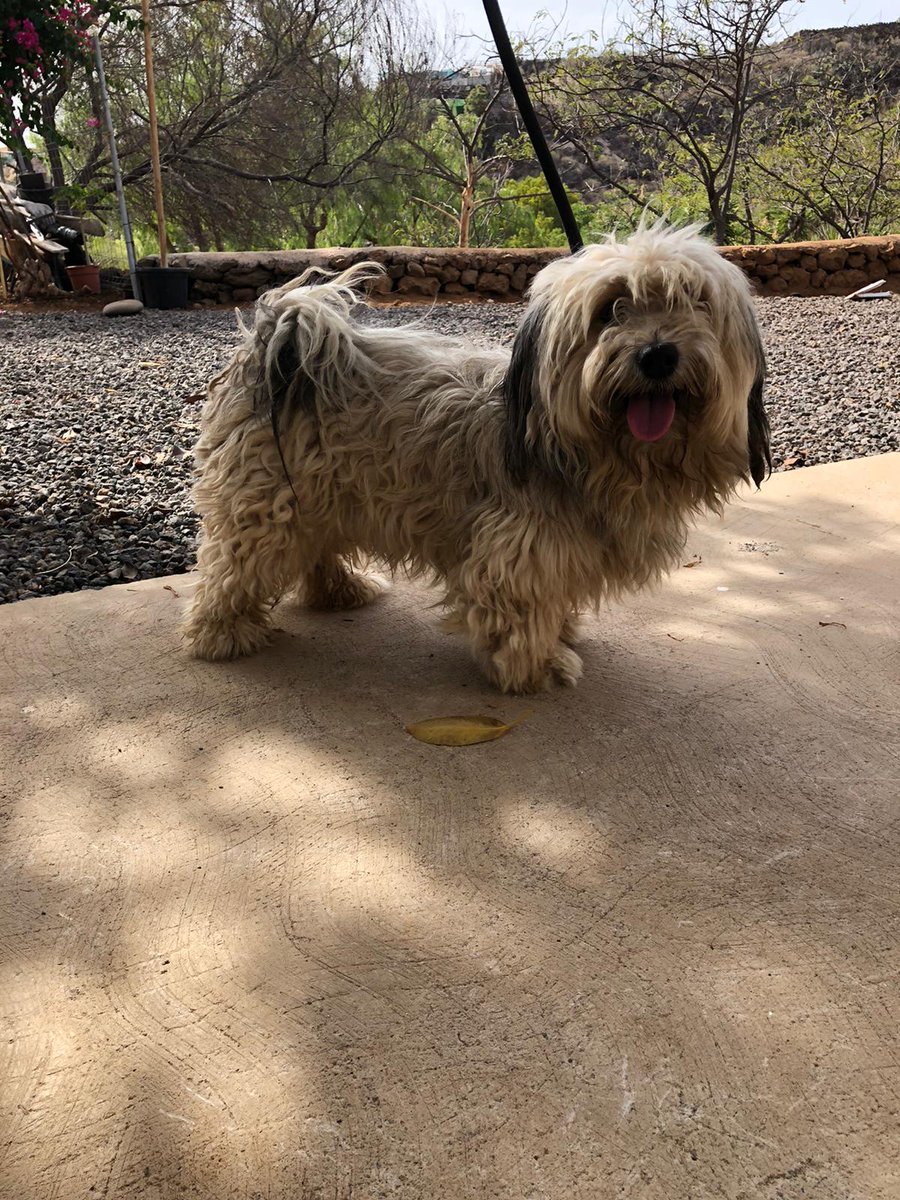 AytoCandelaria's tweet photo. 🐶‼️Perro encontrado en Candelaria, en la calle Camino El Pozo, en Araya.

☎️¿Conoces a sus dueños? Llámanos al 922500800 extensión 1335, o envíanos un correo electrónico a sanidad@candelaria.es

📲Comparte para que pueda encontrar a su dueño. https://t.co/JTqz1FgXAE